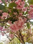 樱花树
