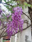 紫藤花