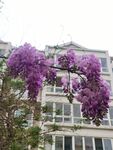 紫藤花