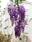 紫藤花