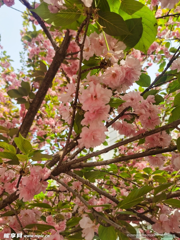 樱花