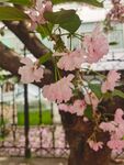 樱花树 樱花林 初春 樱花园 