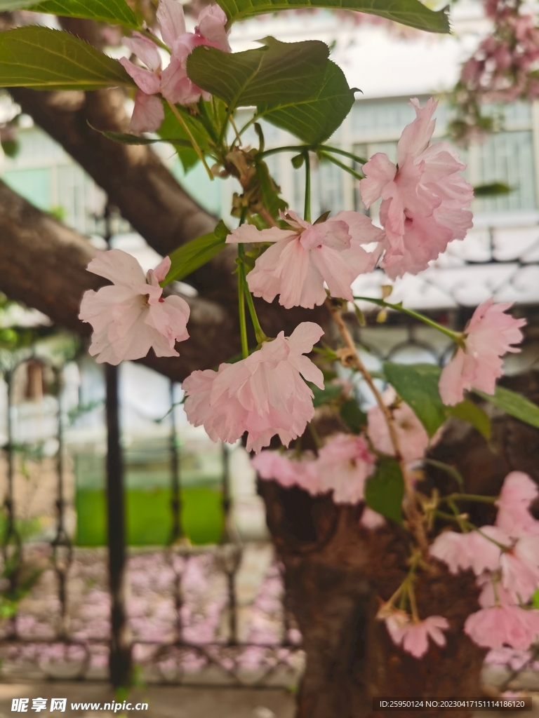 樱花树 樱花林 初春 樱花园 