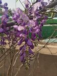 紫藤花