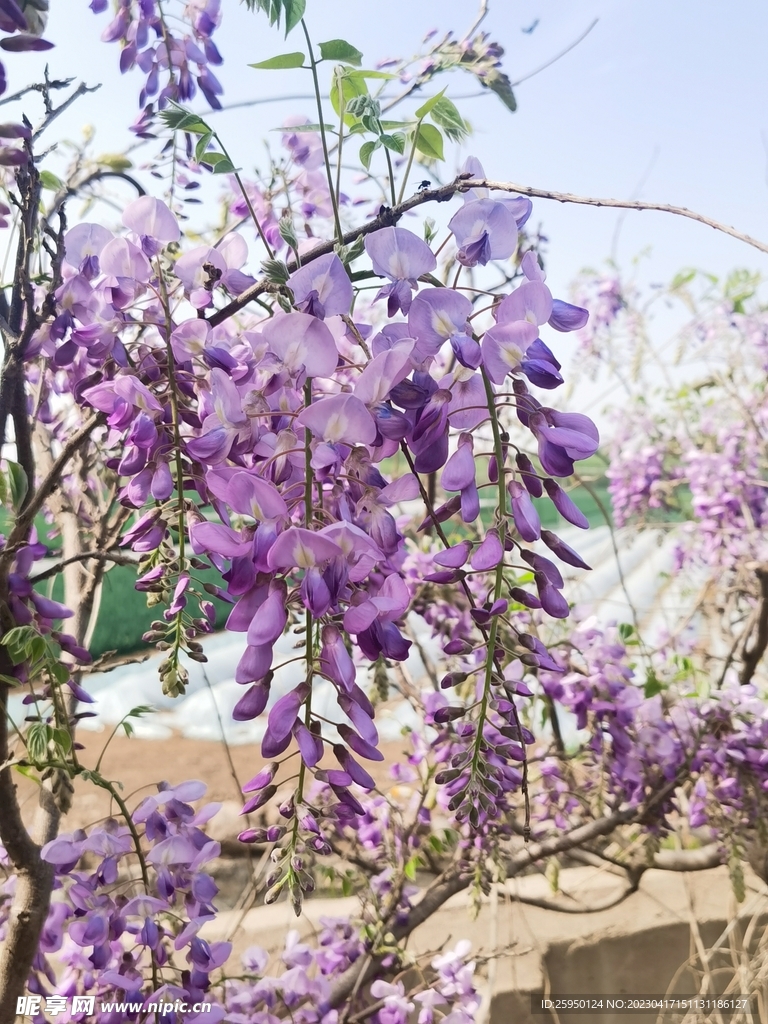 紫藤花