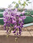 紫藤花