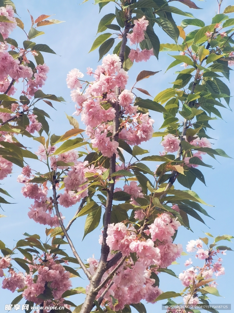 樱花树 樱花林 初春 樱花园 
