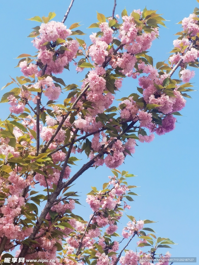 樱花