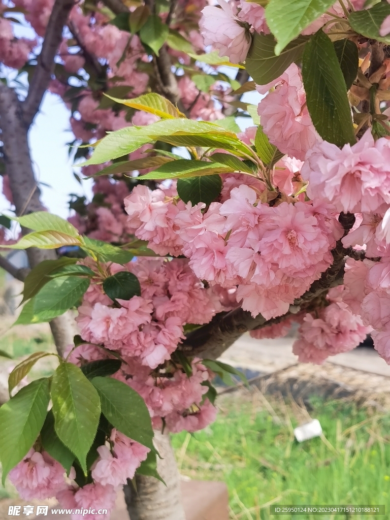 樱花