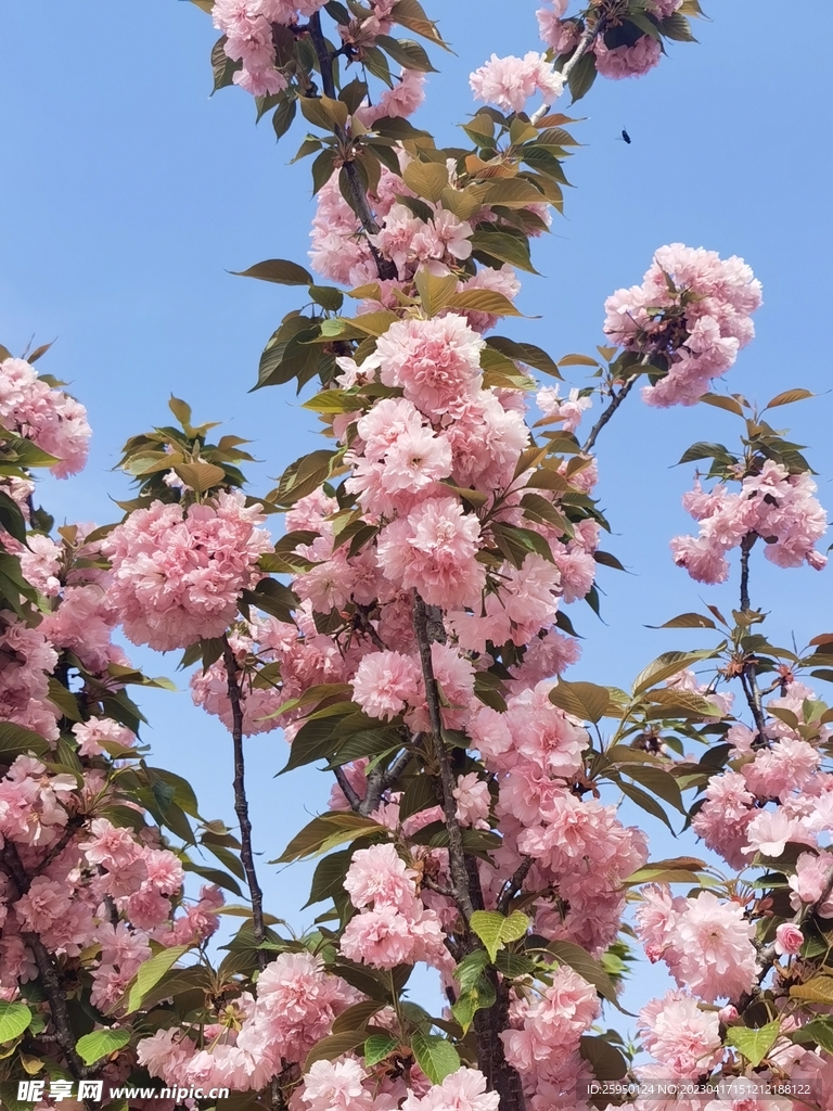 樱花树