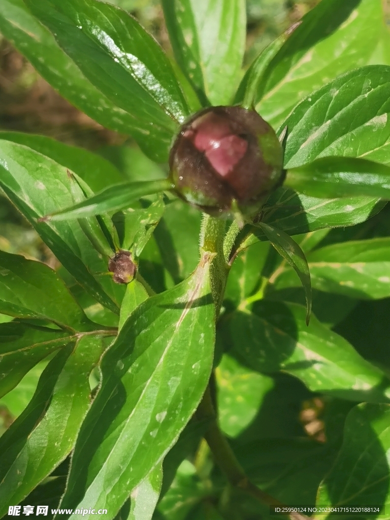 芍药