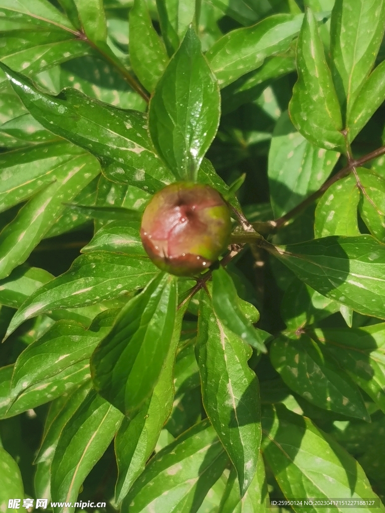 芍药
