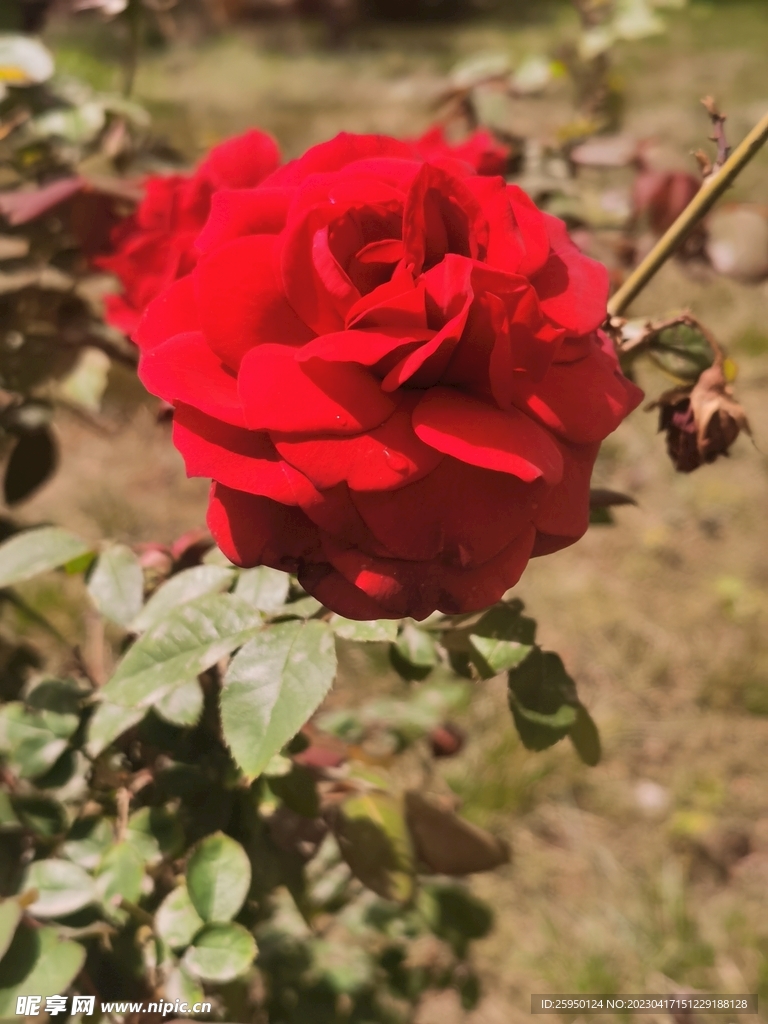 玫瑰花