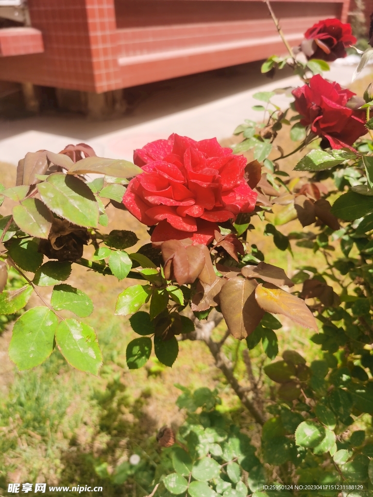 玫瑰花