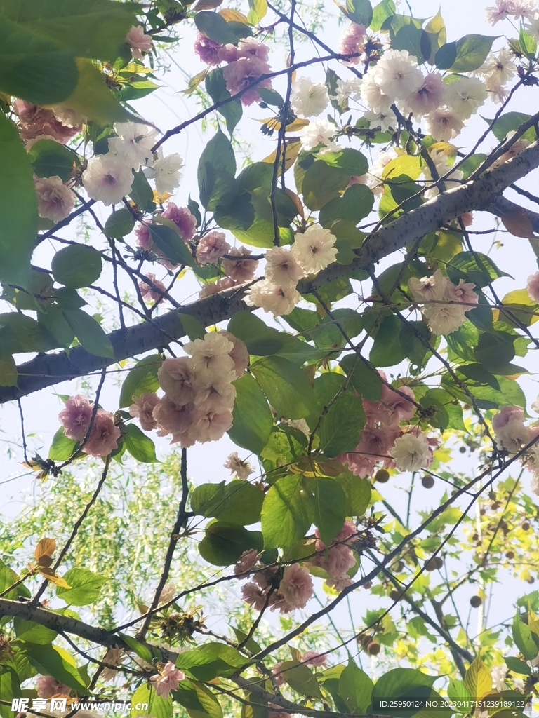 樱花