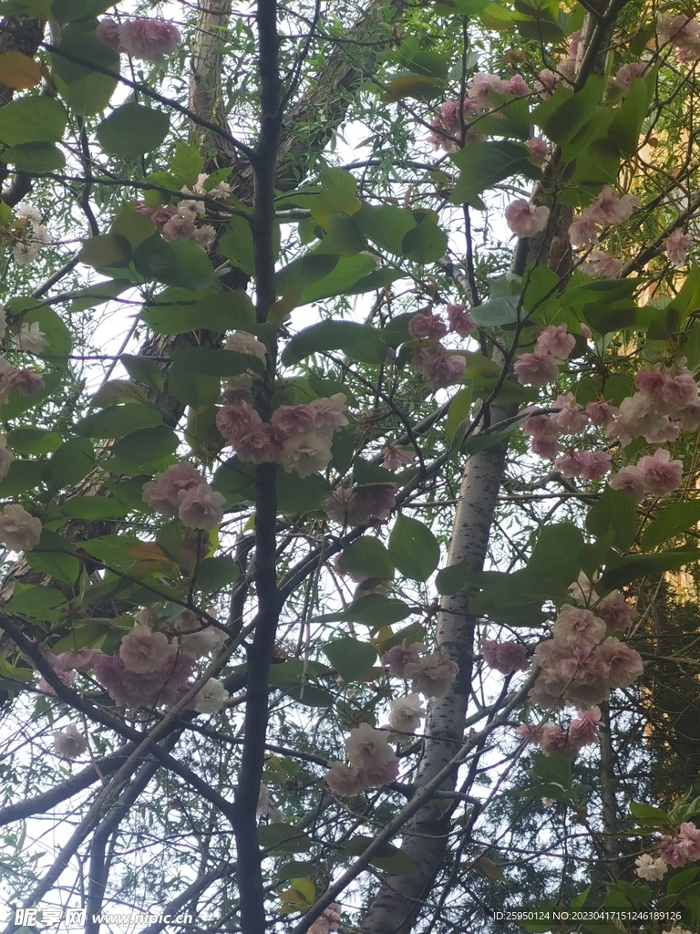 樱花