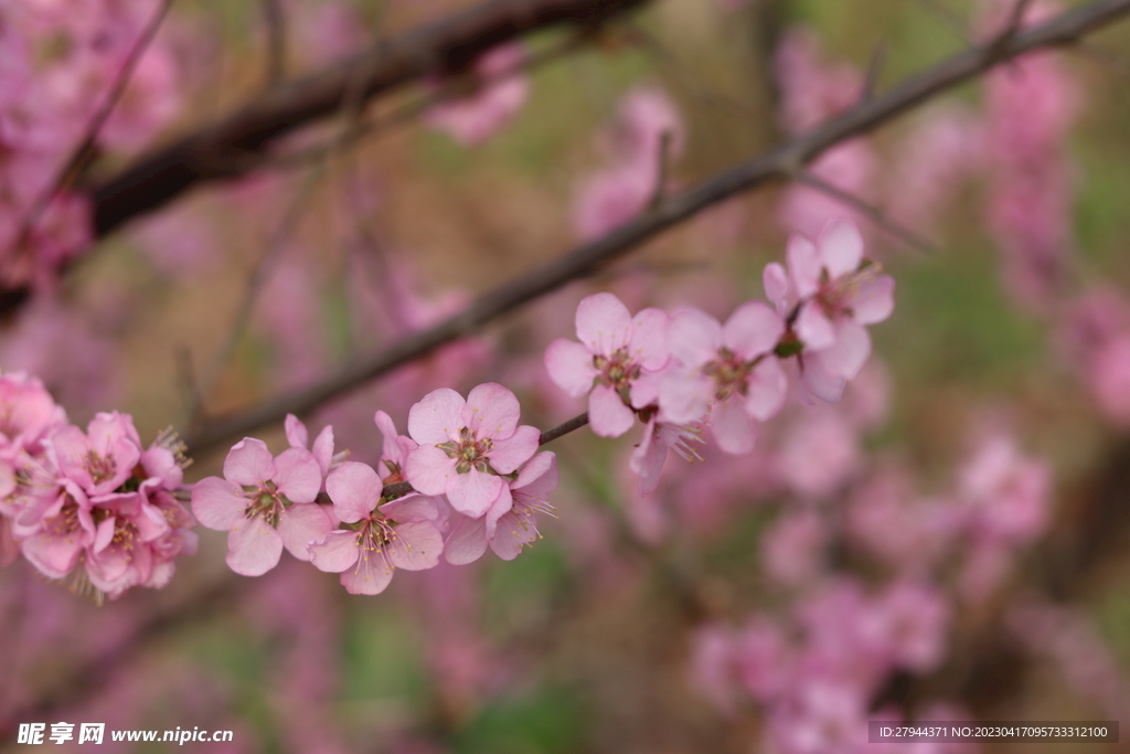 烈公梅花