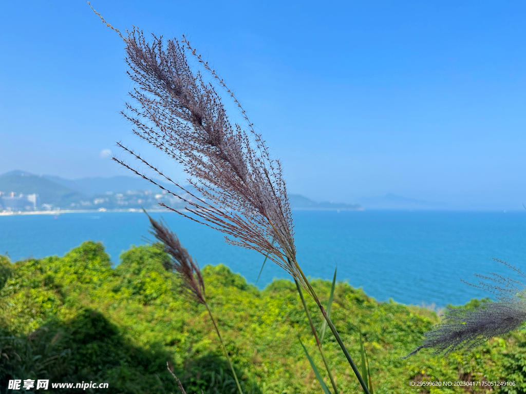 芦苇