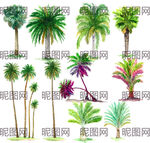 椰子树插画