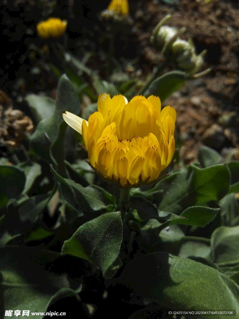 花卉  玫瑰花  蔷薇科  植