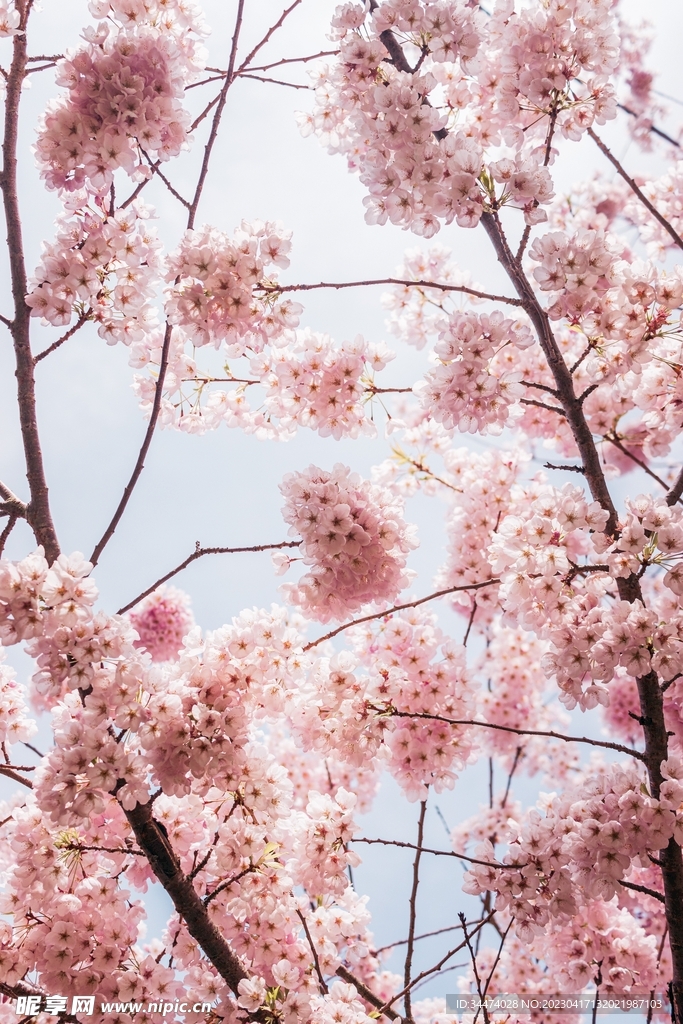 樱花