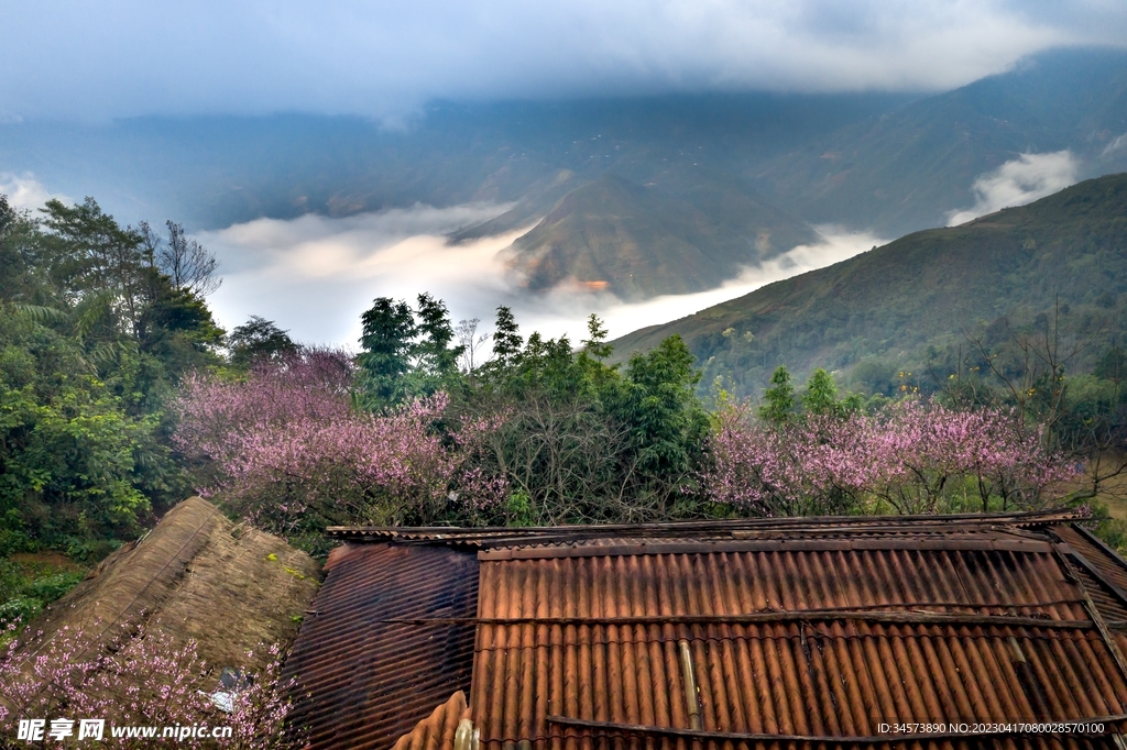 房前桃花开