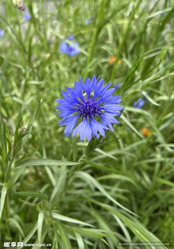 鲜花