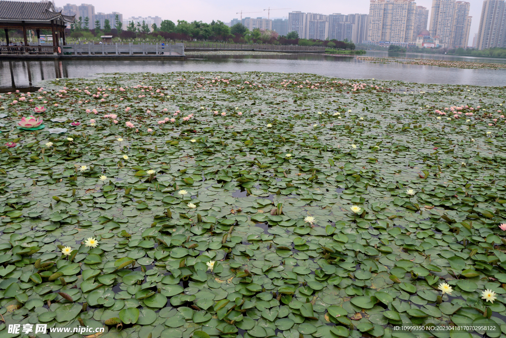 粉睡莲花