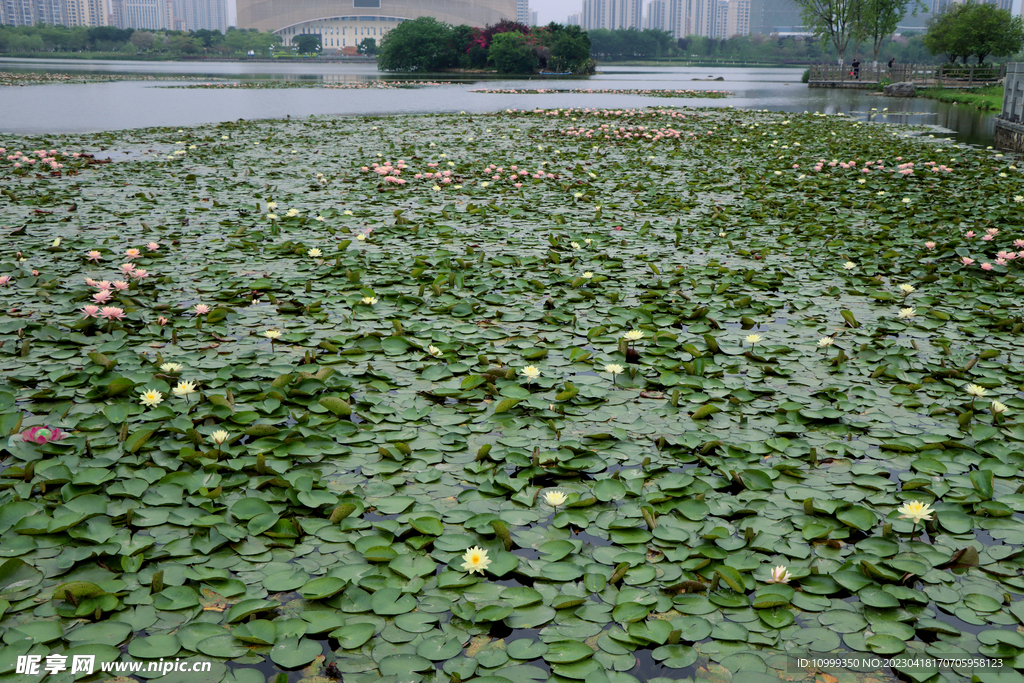 粉睡莲花