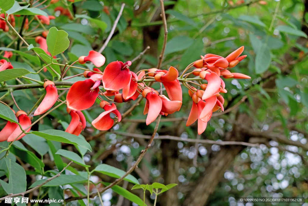 刺桐花