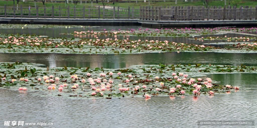 粉睡莲花