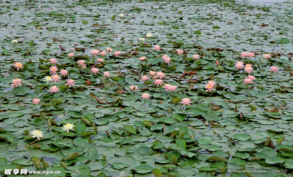 粉睡莲花