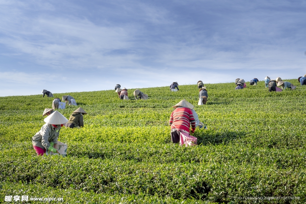 茶园采茶