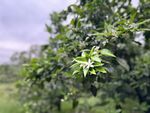 开花的桔子枝头