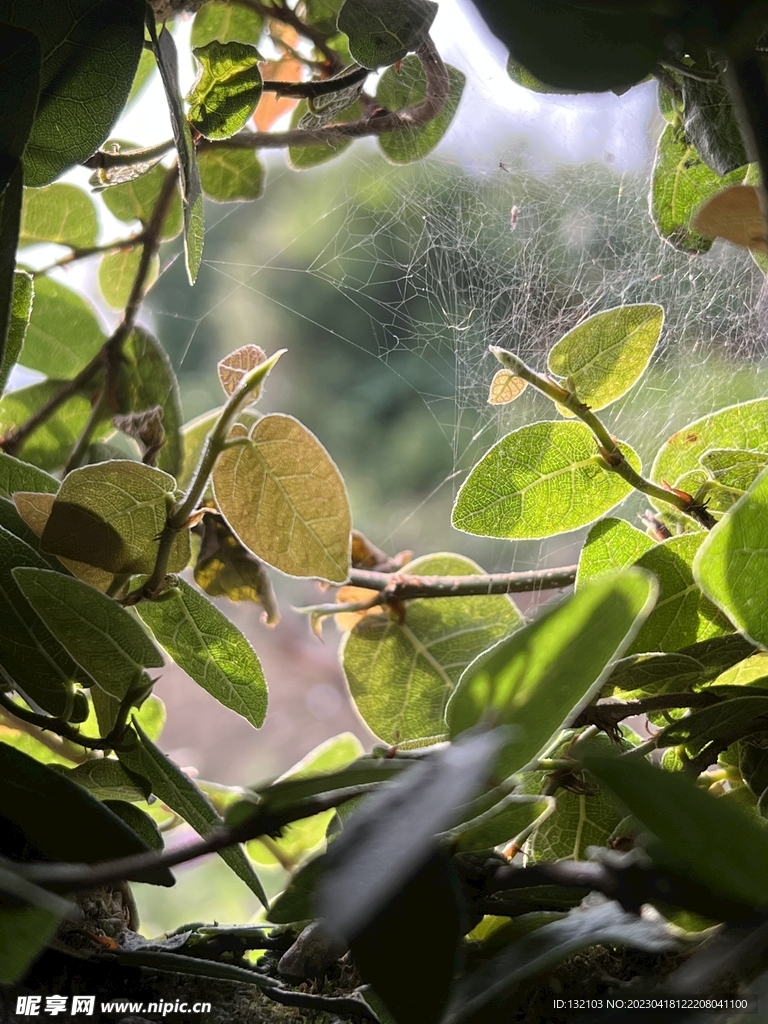 藤曼植物