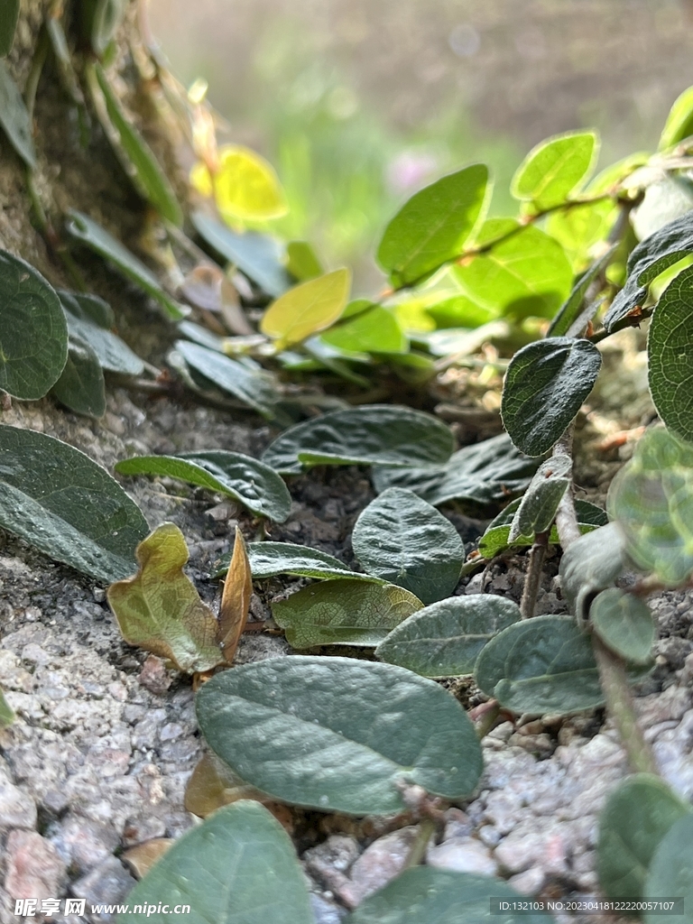 藤曼植物