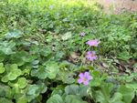 路边小野花