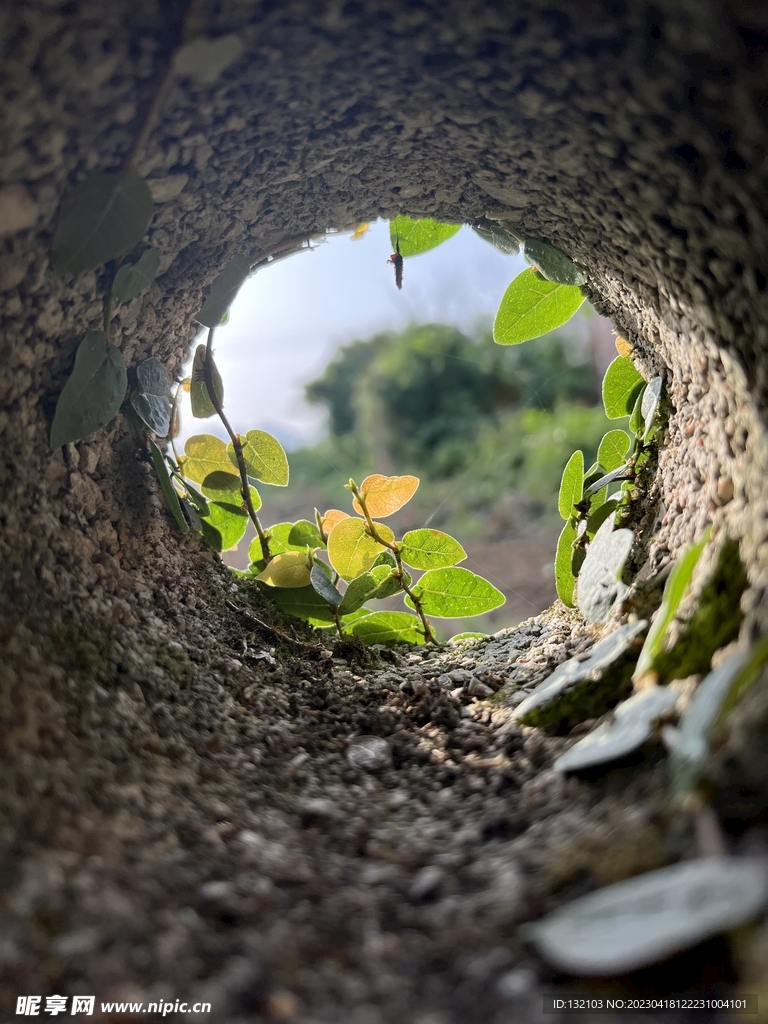 洞里的光与植物