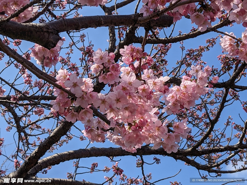 桃花朵朵开