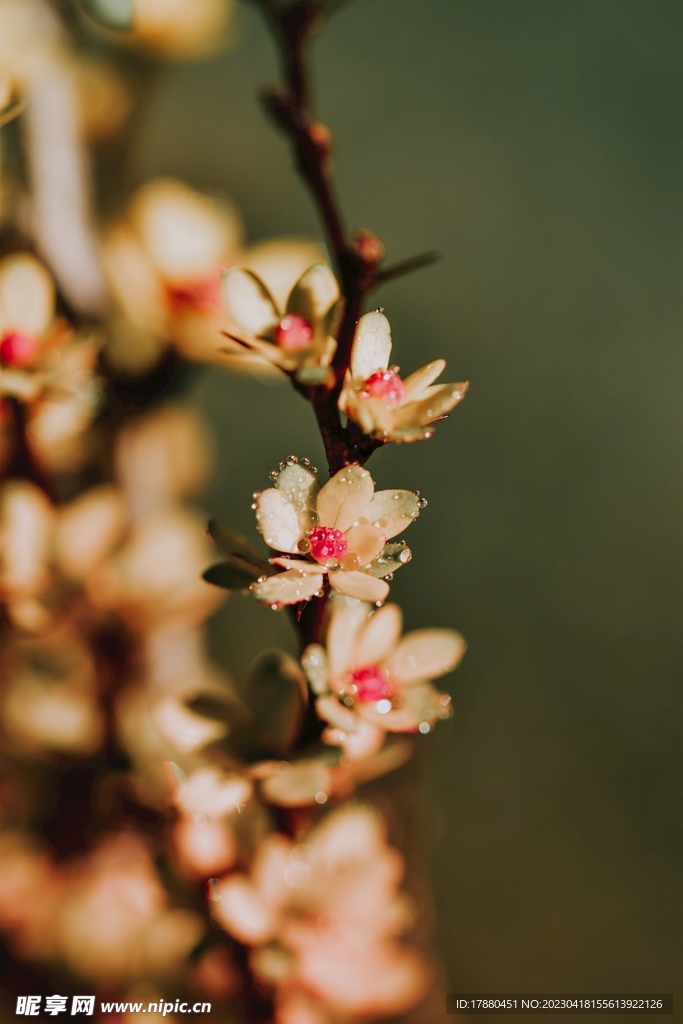 山桃花