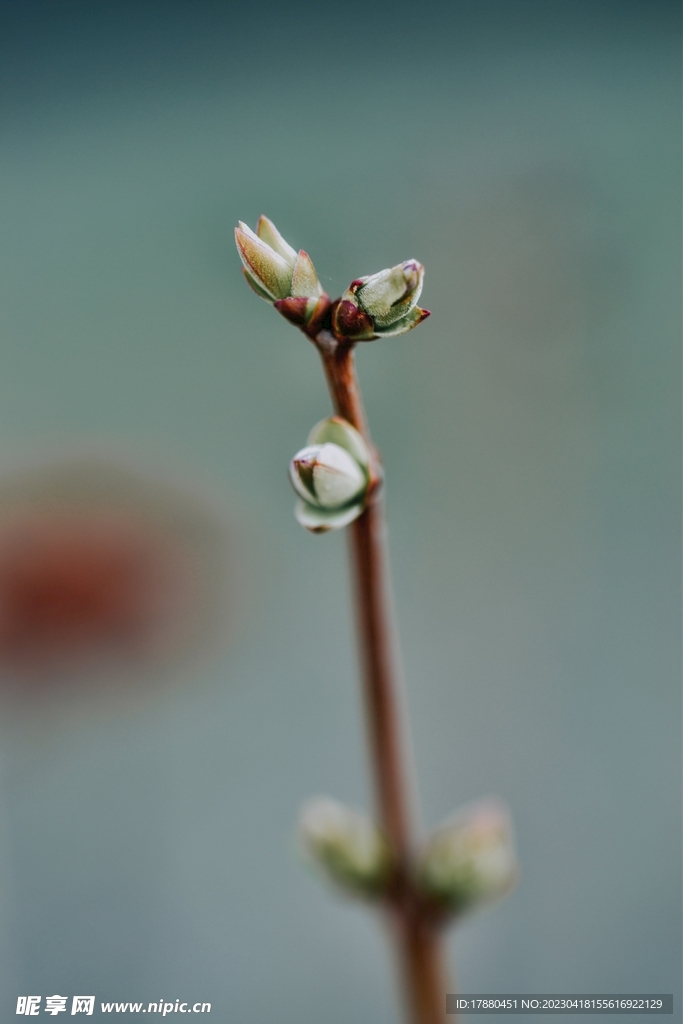 花苞