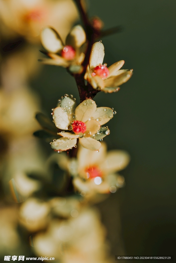扁桃花