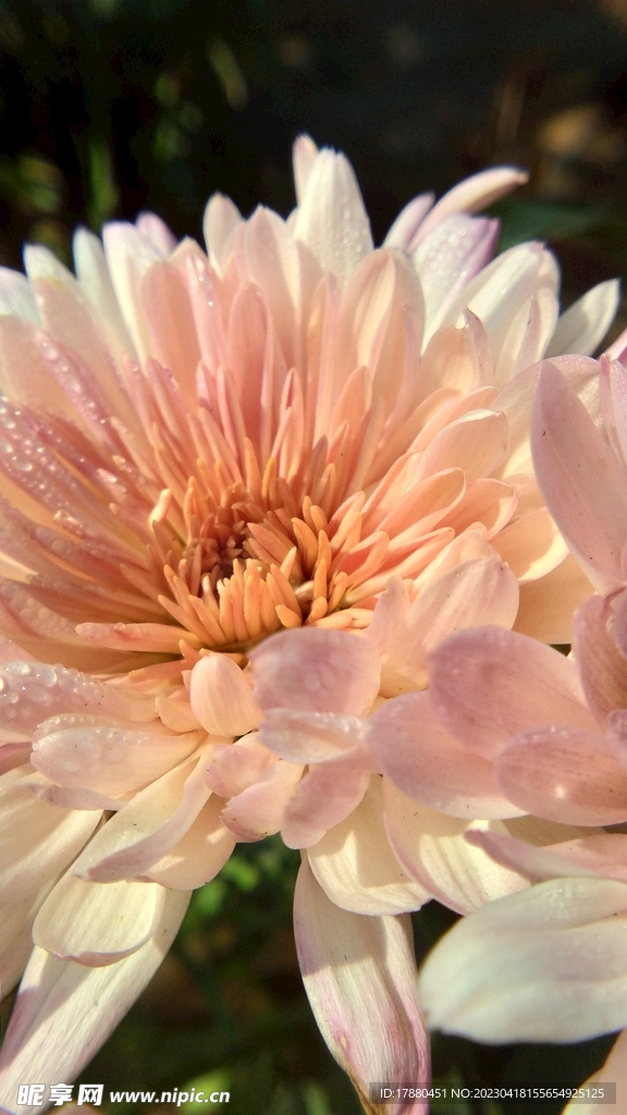 菊花