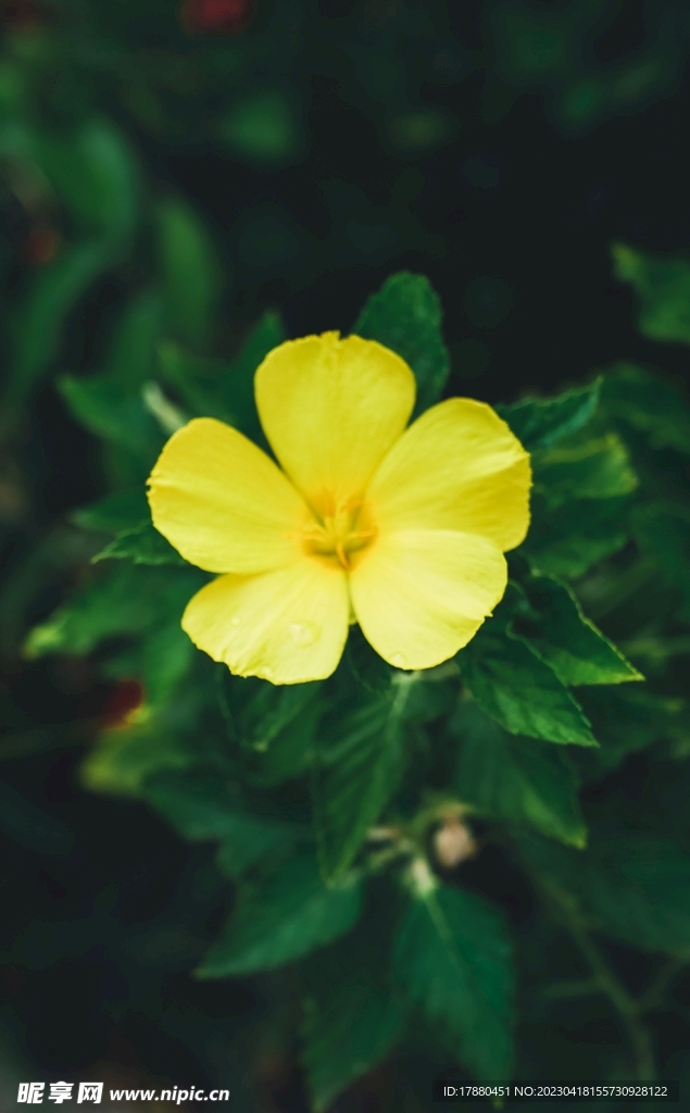 月见草