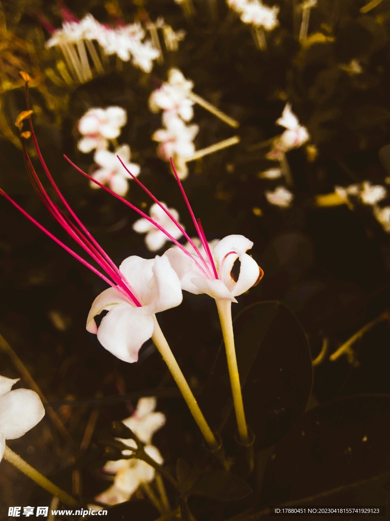 鲜花