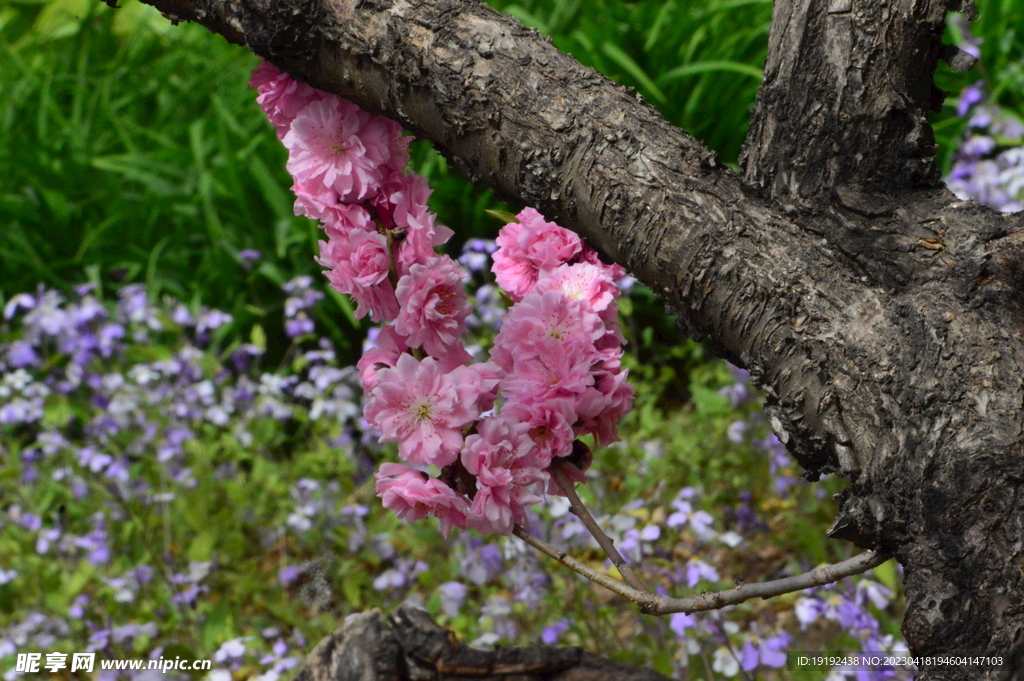 碧桃花