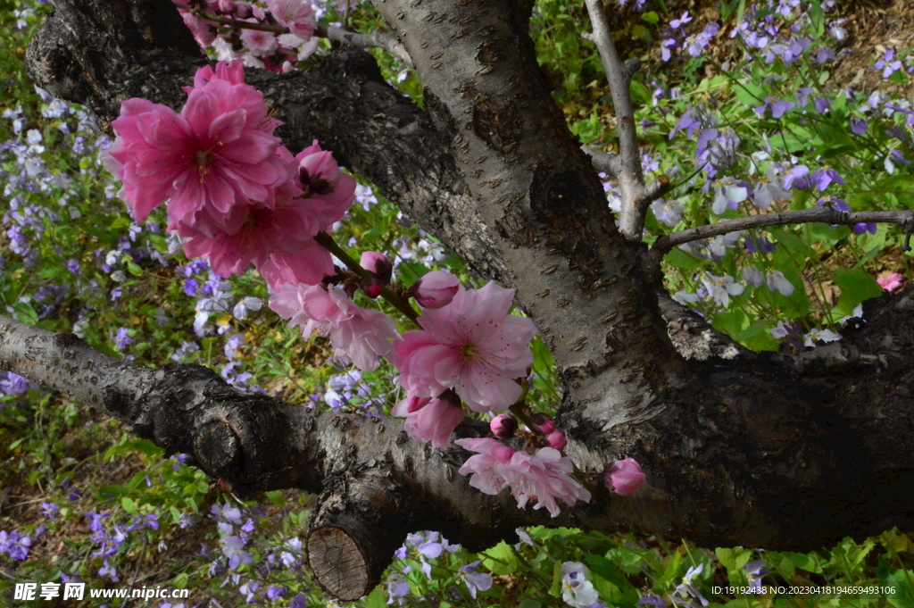 碧桃花  