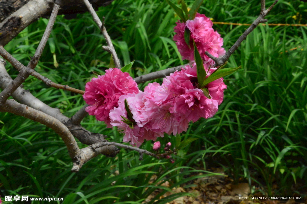 碧桃花