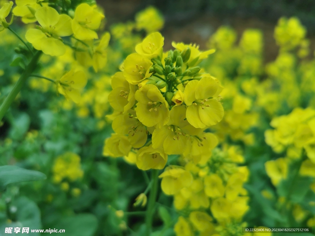 油菜花海