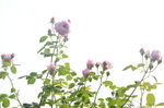 月季花